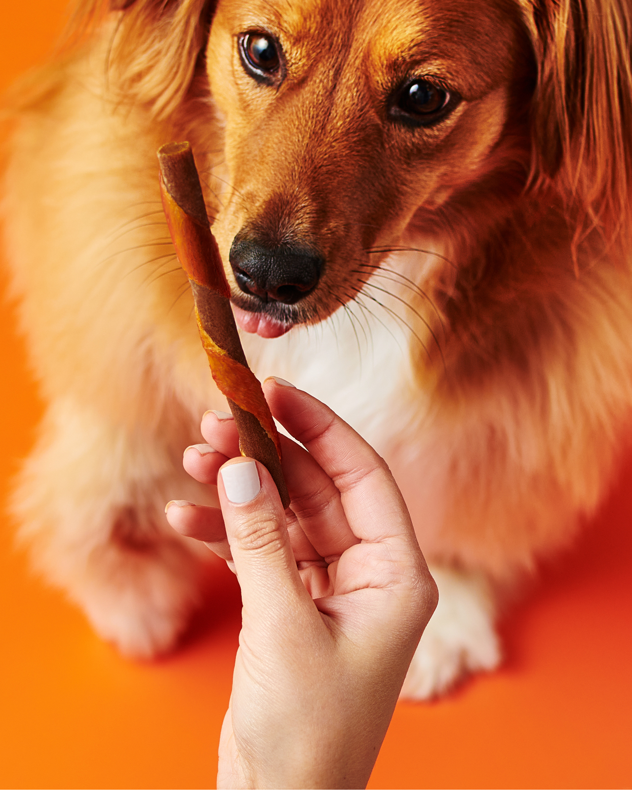 Oinkies pet treat photography with dog by Freshmade.